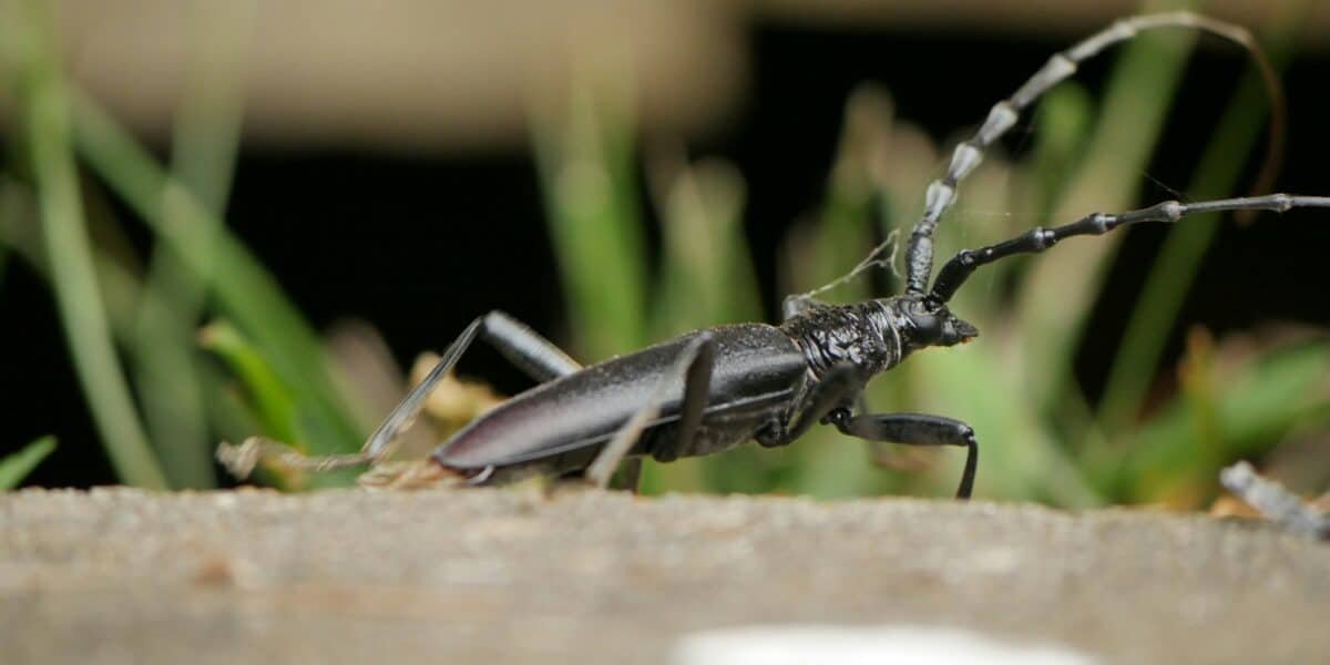Capricorne des Maisons à La Rochelle : Identifier et Traiter ce Coléoptère