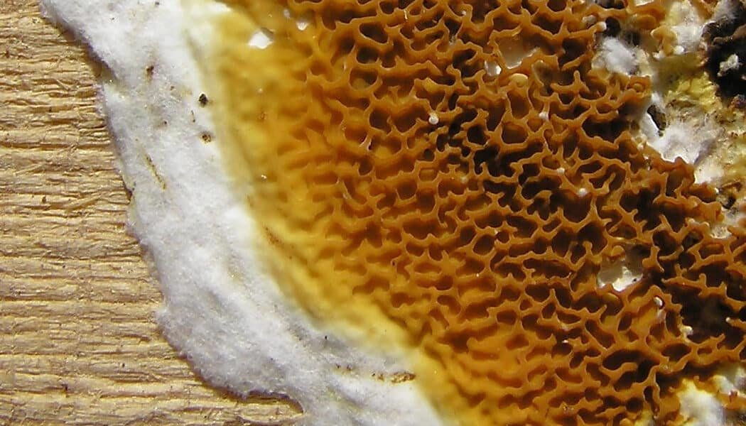 Qu&rsquo;est-ce que la Mérule ? Tout Savoir sur Ce Champignon Destructeur