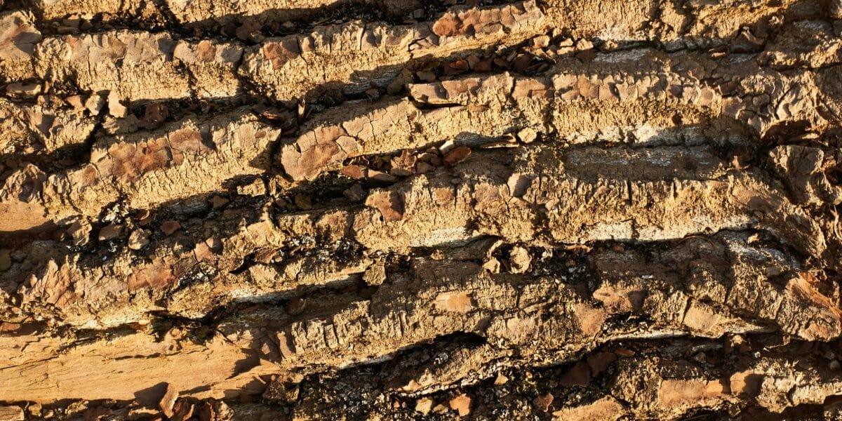 Prix Traitement Anti-Termites en Charente-Maritime : Tout ce qu&rsquo;il Faut Savoir