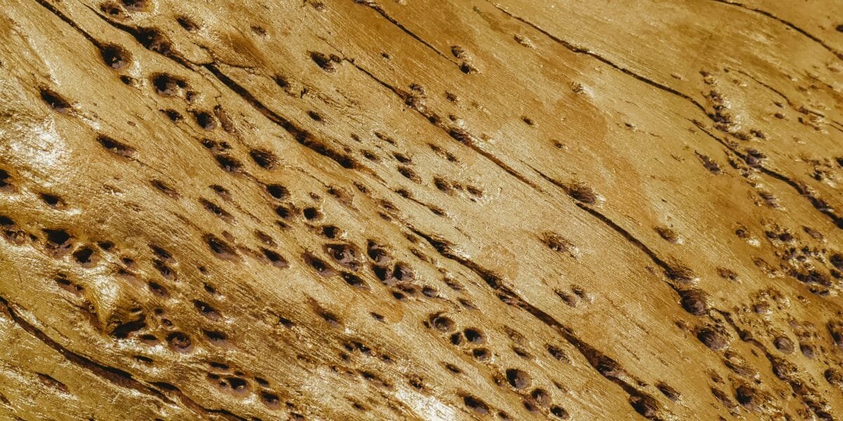 Comment Détecter une Infestation de Termites dans Votre Maison à La Rochelle ?